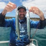 Catching southern garfish